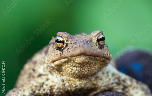 Portrait of cute spadefoot toad with bright yellow eyes looking at the camera. Eastern spadefoot toad on green background photo