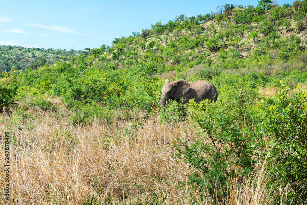 Fototapeta premium Elephants in South Africa