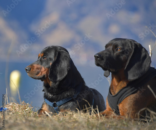 Jagdhunde beim warten photo