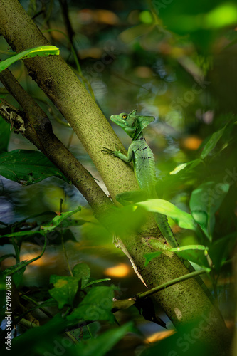 Green Basilisk - Basiliscus plumifrons also called the green basilisk  the double crested basilisk  or the Jesus Christ lizard