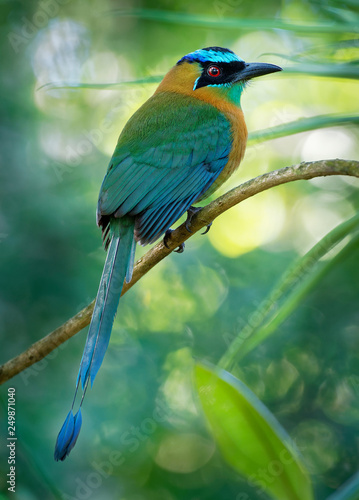 The Lesson s motmot or blue-diademed motmot (Momotus lessonii) is a colorful near-passerine bird found in forests and woodlands of southern Mexico to western Panama photo