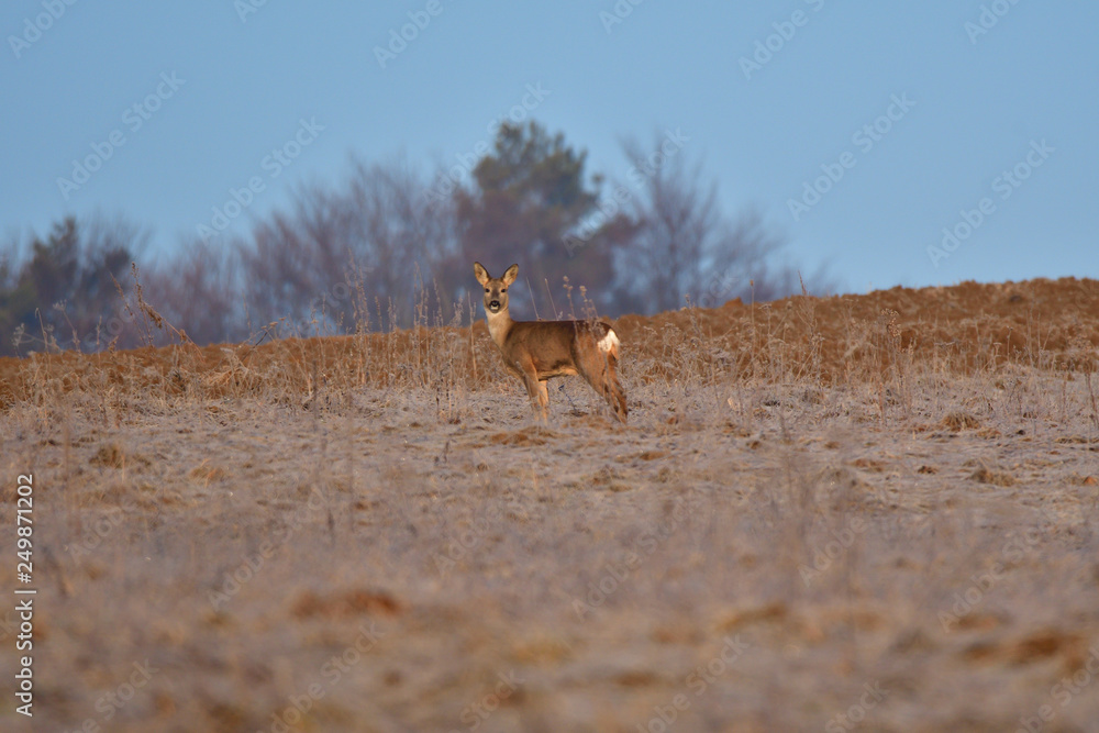 Young small roedeer with antler walking the meadow close up