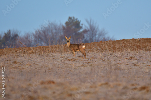 Obraz na płótnie Young small roedeer with antler walking the meadow close up w salonie
