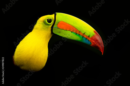 Keel-billed Toucan - Ramphastos sulfuratus  also known as sulfur-breasted toucan or rainbow-billed toucan on the black background © phototrip.cz
