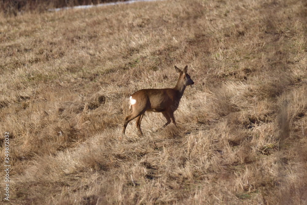 Roedeer and roe jumping to hide to the forest in winter Roedeer and roe jumping to hide to the forest in winter