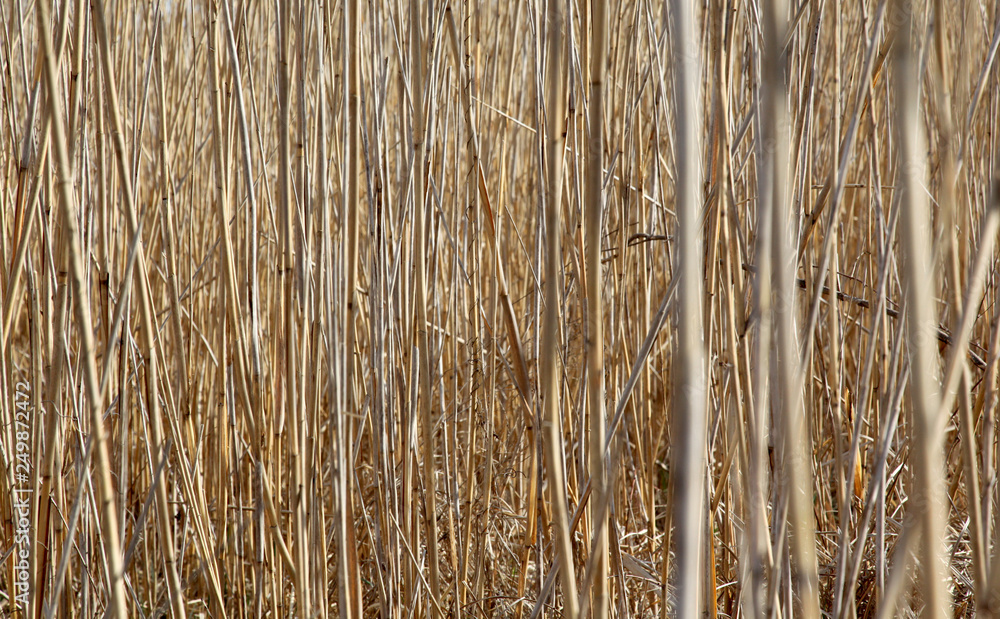 cane background cane background
