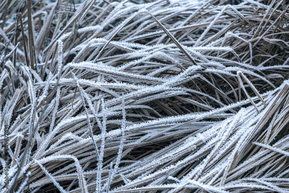 dry grass blades covered with morning frost in the fall on a meadow dry grass blades covered with morning frost in the fall on a meadow