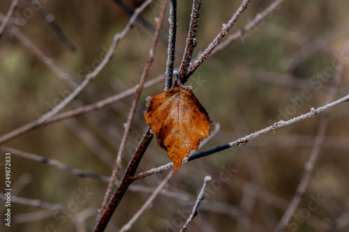 the last brown leaf covered with morning frost on the bushy bushes in the winter