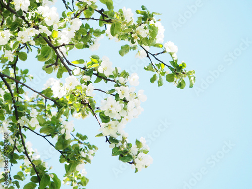 Blossom tree over nature background Spring flowers Spring Background