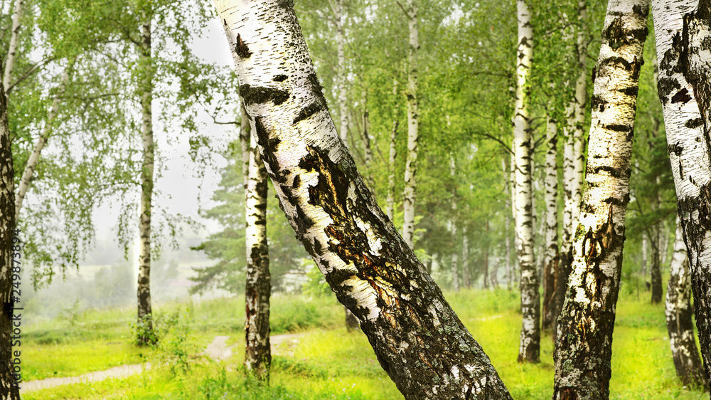 Naklejka premium sunny forest in morning mist