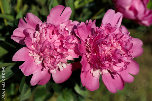 Close-up of pink peony  paeony  flower in the spring garden