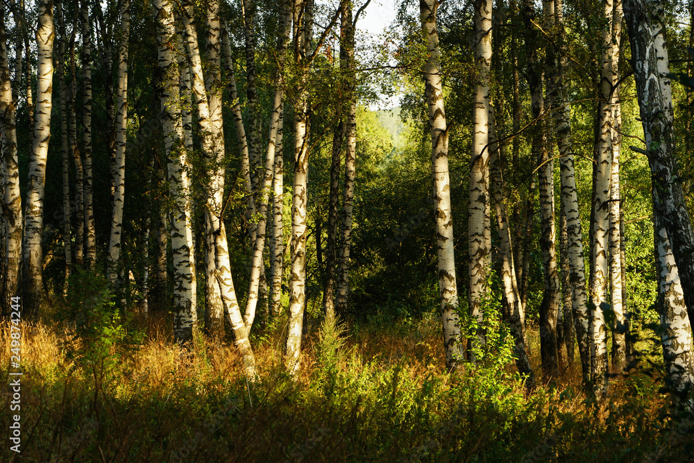 Naklejka premium summer in sunny birch forest