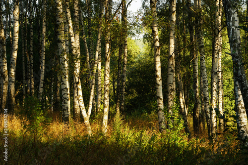 summer in sunny birch forest © janbussan