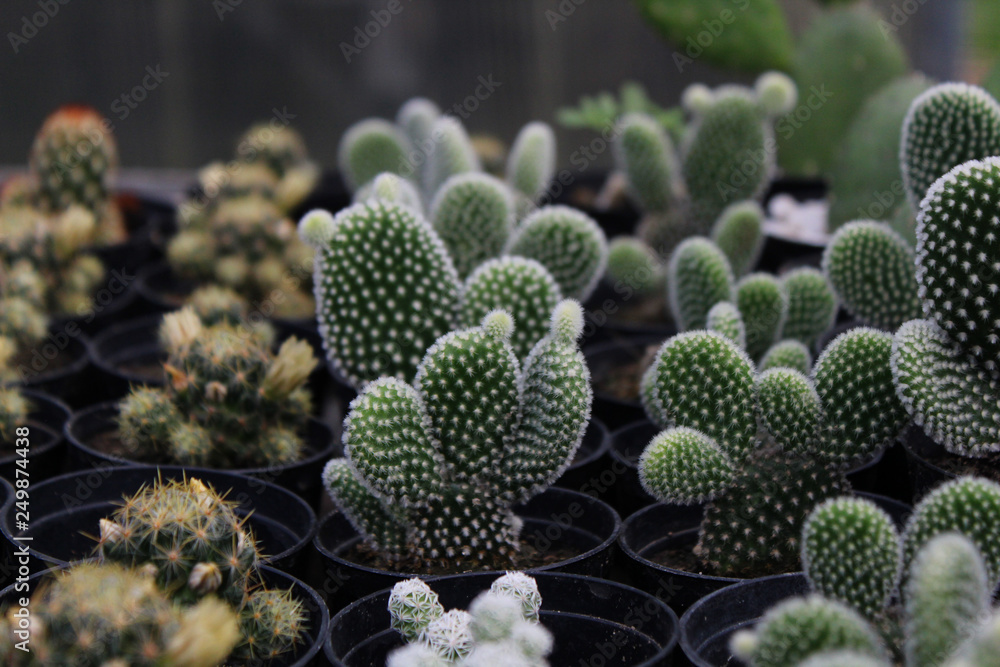 Opuntia microdasys Opuntia microdasys
