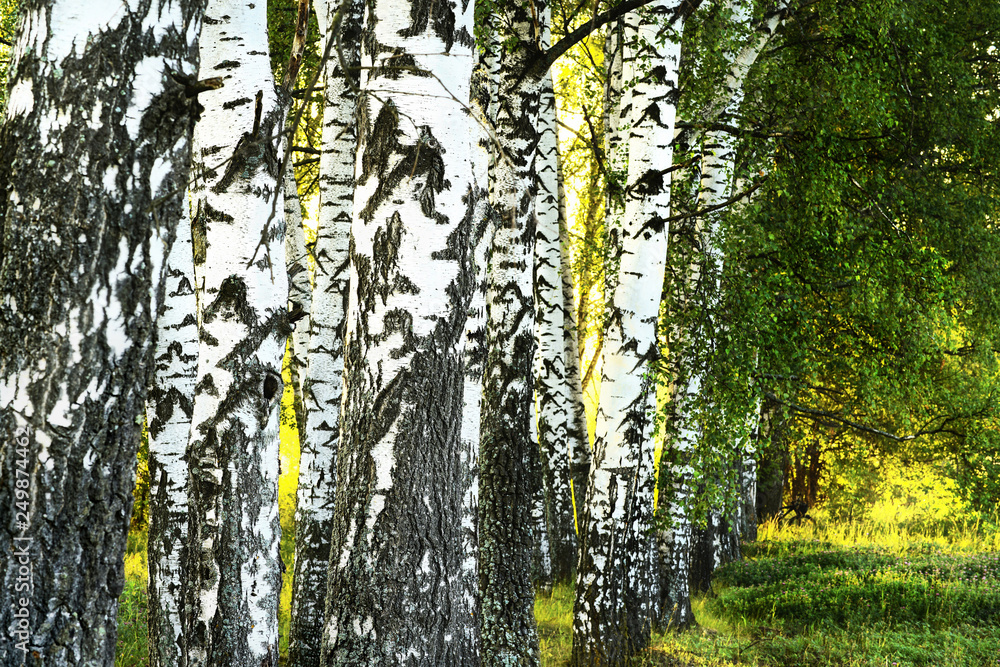 Fototapeta premium summer in sunny birch forest