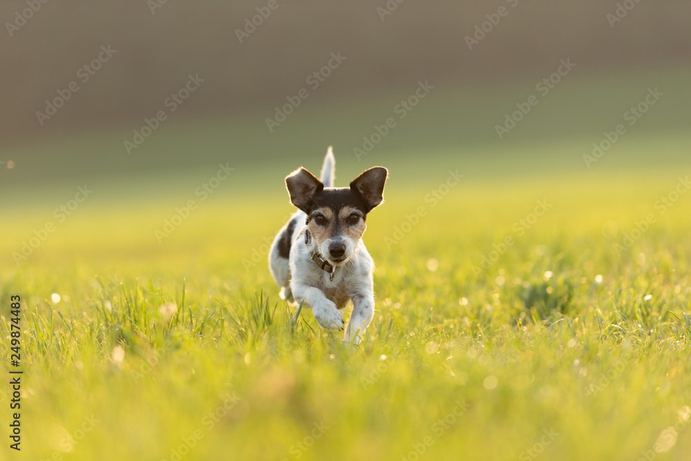 Jack Russell is running over a meadow in summer an back light Jack Russell is running over a meadow in summer an back light