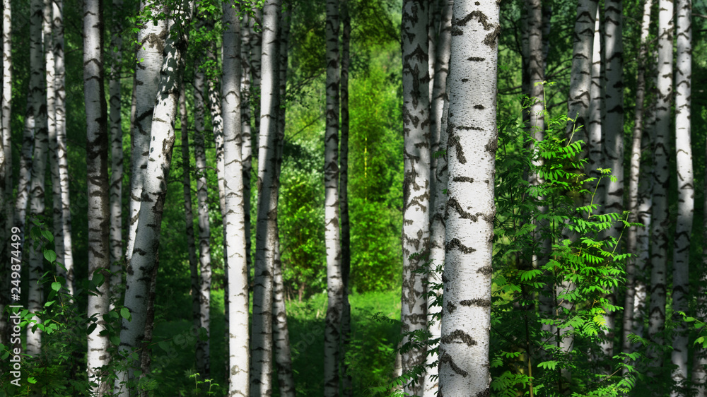 Fototapeta premium lato w słonecznym lesie brzozowym