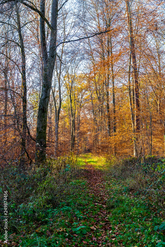Beautiful colorful way through forest in autumn season © Simon