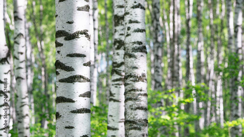 summer in sunny birch forest summer in sunny birch forest