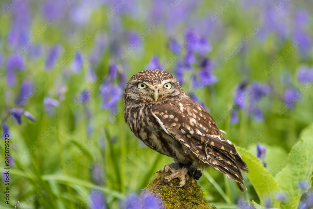 Fototapeta premium Little Owl in Bluebells