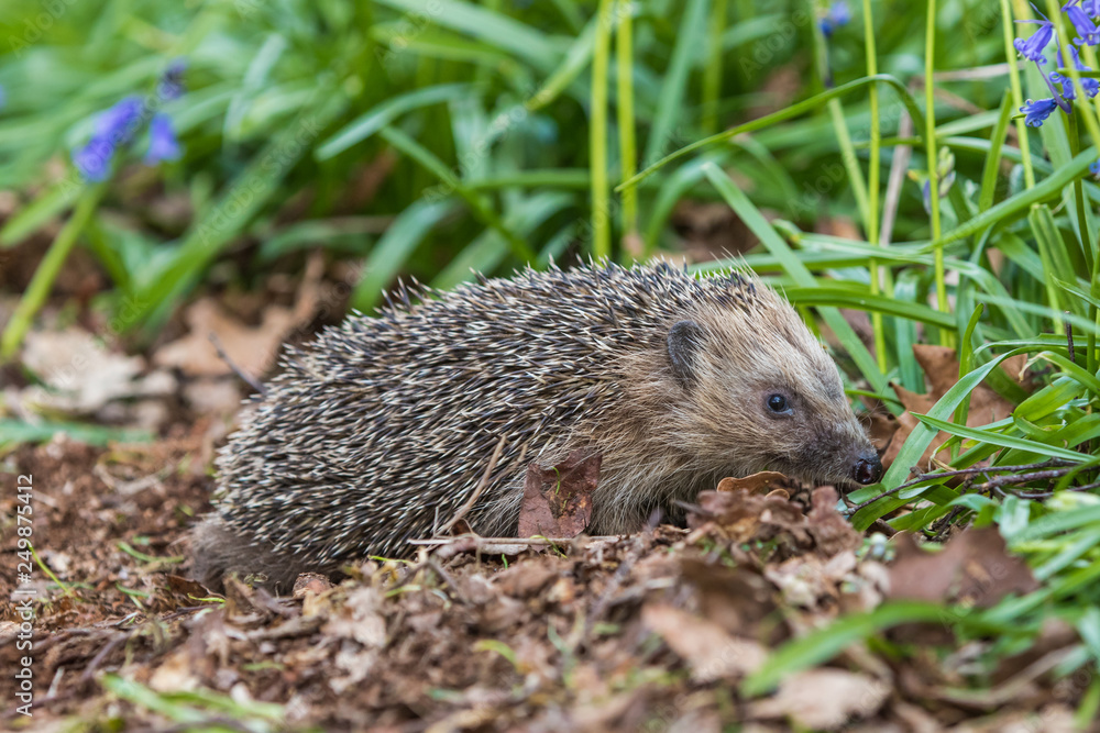 Hedgehog ( Erinaceidae ) in a Carpet of Bluebells Hedgehog ( Erinaceidae ) in a Carpet of Bluebells
