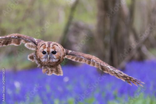 Tawny Owl Flying Over Bluebells © Stephan Morris 