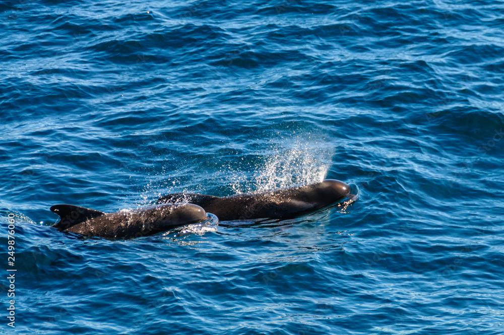 Obraz premium Long-Finned Pilot Whales in the Southern Atlantic Ocean