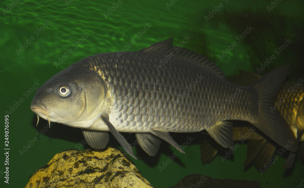fish in water fish in water