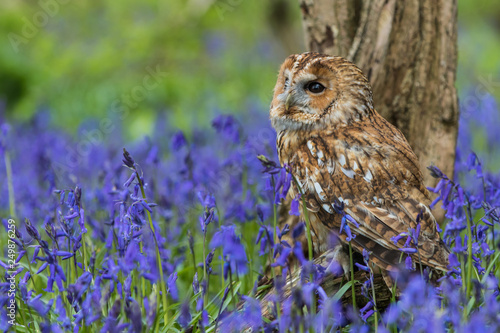 Tawny Owl in the Bluebells