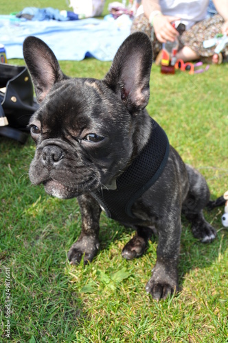 Smiling French bulldog puppy at the park
