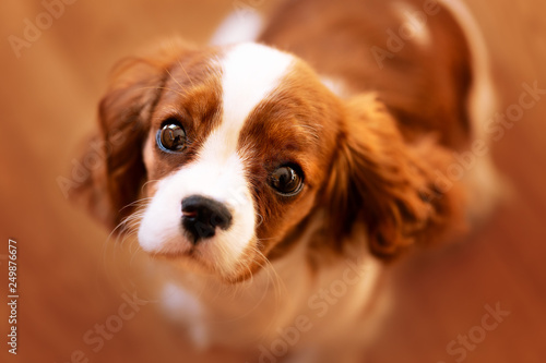 Billede på lærred Bettelnder Blick eines Welpen - Cavalier King Charles