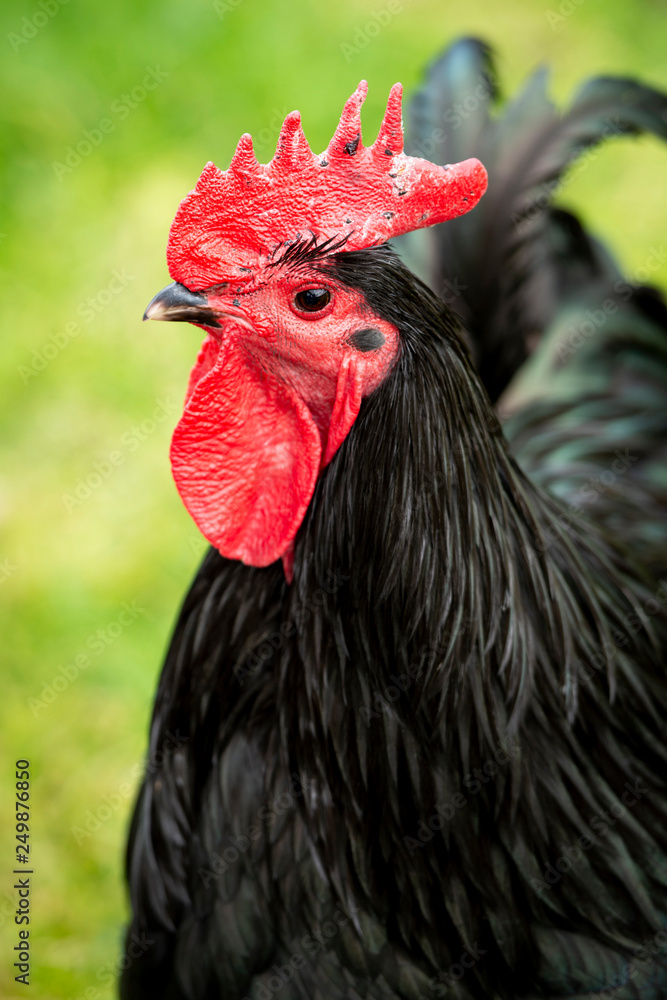 Black Rooster Portrait