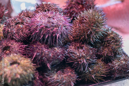 Delicious sea urchins to eat in San Miguel Market, Madrid photo