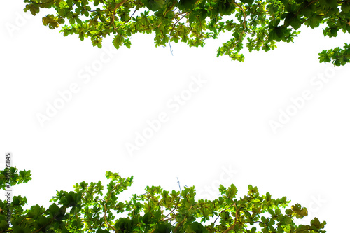 Leaves with a white background