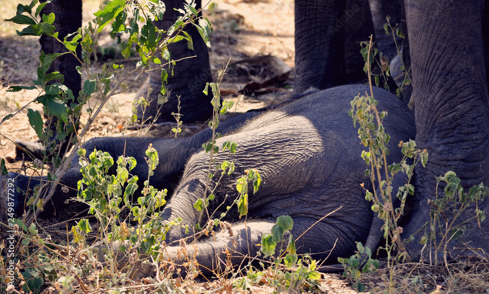 Lazy sleeping baby elephant taking a nap on safari in Tanzania Lazy sleeping baby elephant taking a nap on safari in Tanzania
