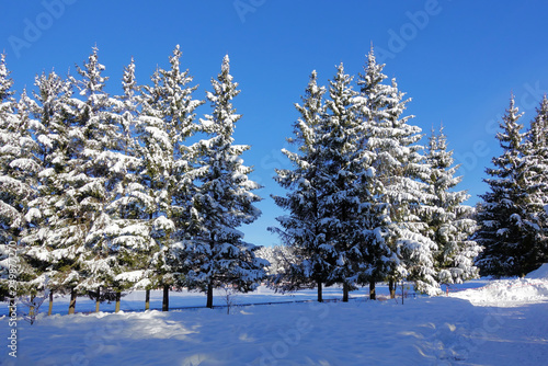 Wallpaper Mural Snow covered spruce trees and blue sky Torontodigital.ca