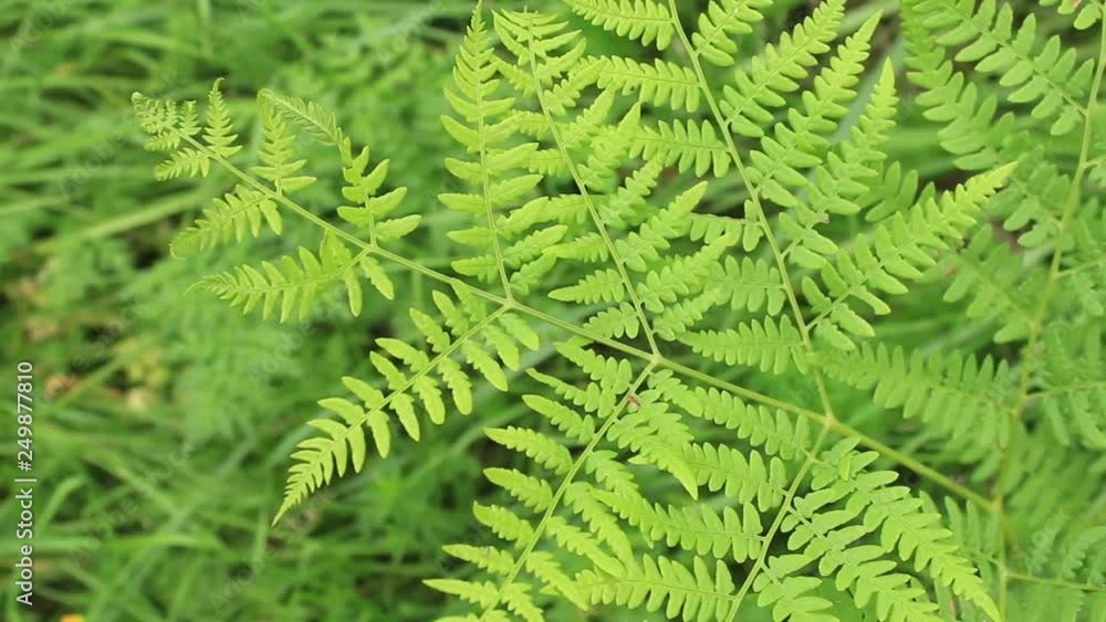 Pattern of leaves fern. Fern leaves in the forest. Natural summer background. Pattern of leaves fern. Fern leaves in the forest. Natural summer background.