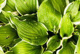 green leaves of lettuce