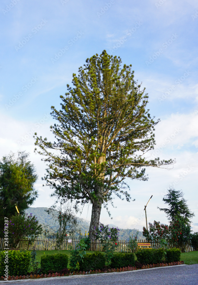 Fototapeta premium Pine trees at garden in sunny day