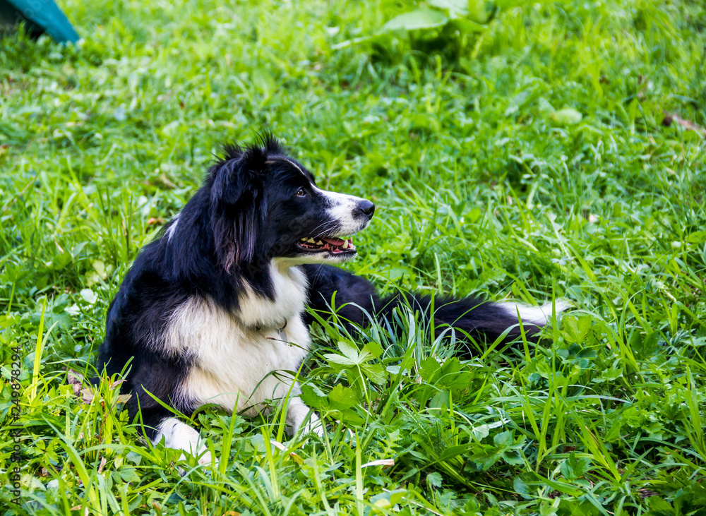 Fototapeta premium close-up of border collie