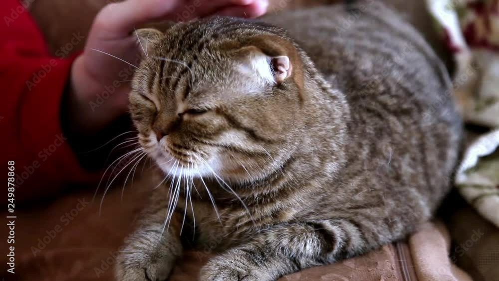 Female hand caress a cat of Scottish breed lying on the sofa Female hand caress a cat of Scottish breed lying on the sofa
