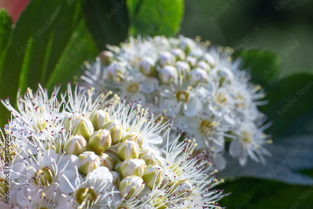 inflorescence of white flowers, summer day, close-up inflorescence of white flowers, summer day, close-up
