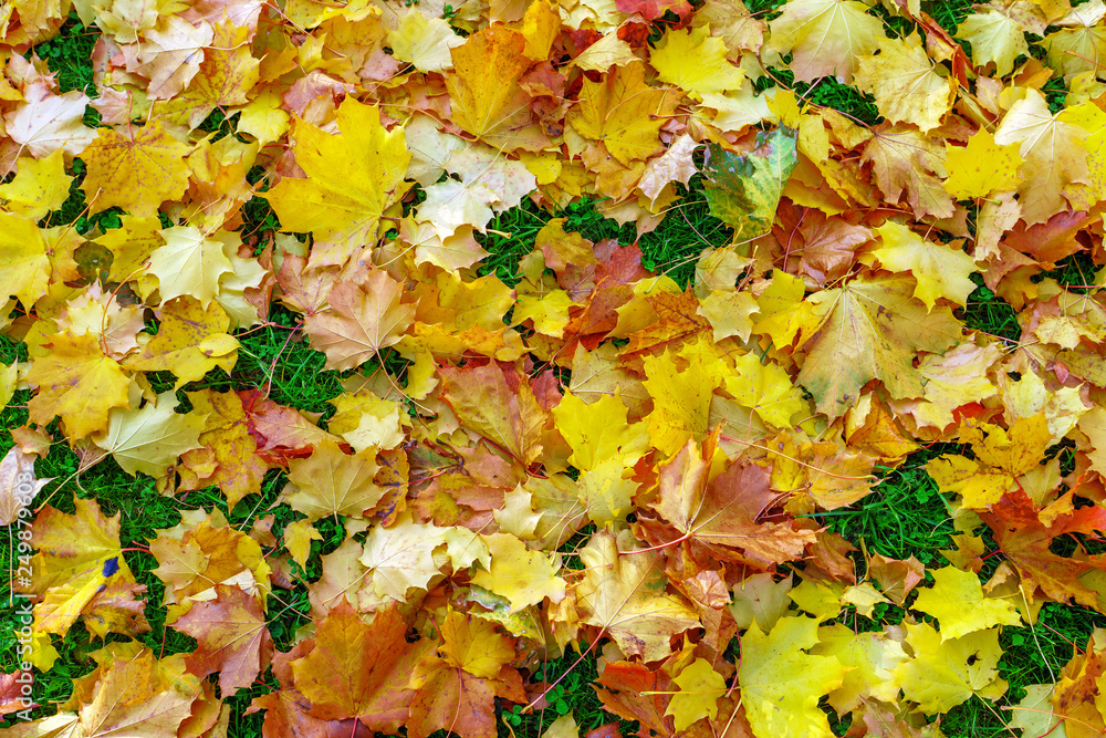 fallen yellow foliage, on the ground in the park, autumn, background fallen yellow foliage, on the ground in the park, autumn, background