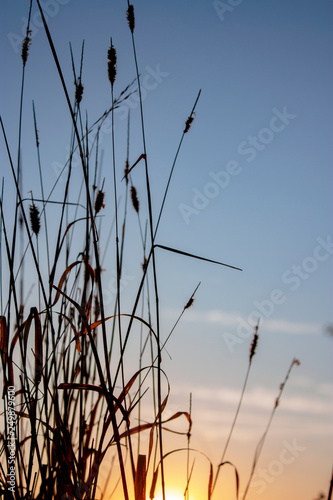 Dry grass in the field at dawn with a big shining sun. Silhouette of plants against the background of dawn in summer