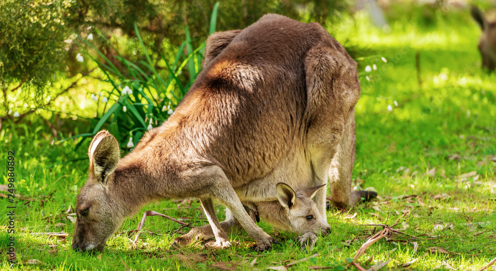 Obraz premium Kangaroo And Joey