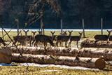 View of a deer herd feeding
