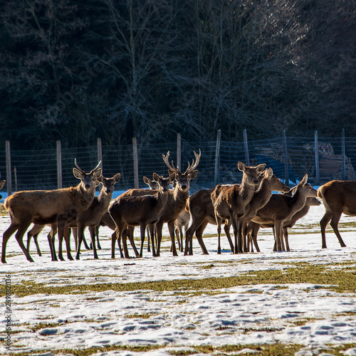 Fototapeta Naklejka Na Ścianę i Meble -  View of a deer herd feeding