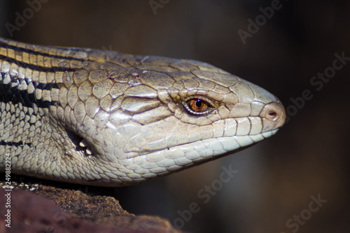 Blue Tongue Lizard