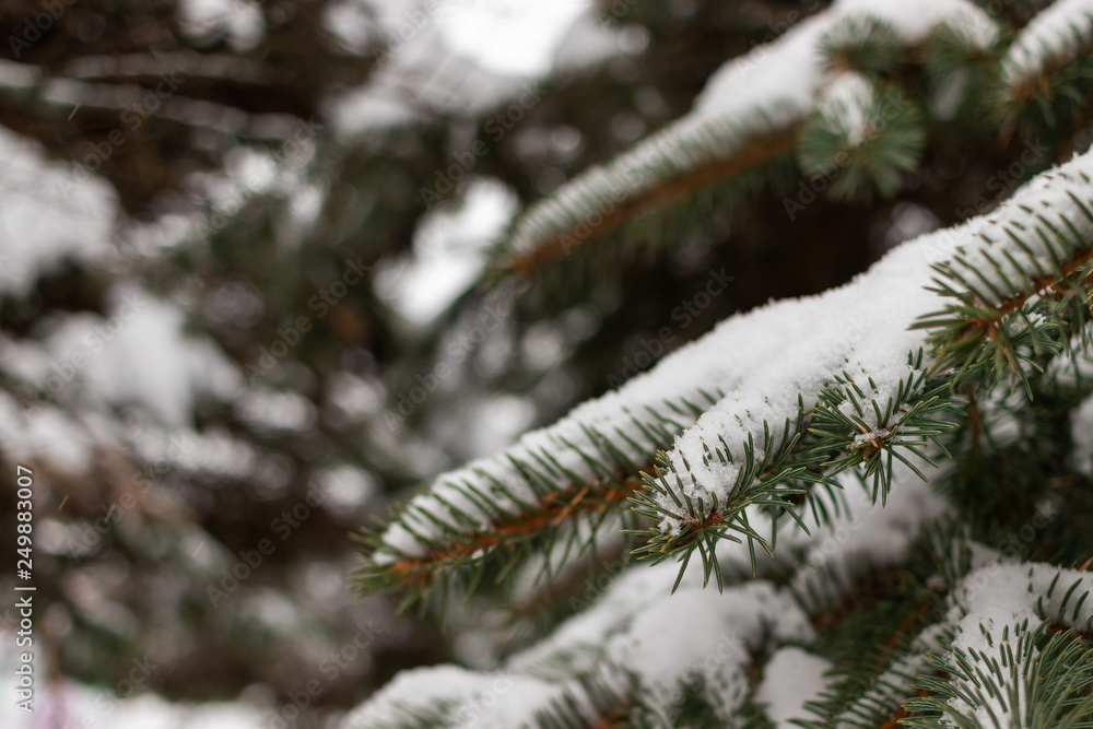 Green coniferous branch close-up with snow. Winter beauty with a blurred background.