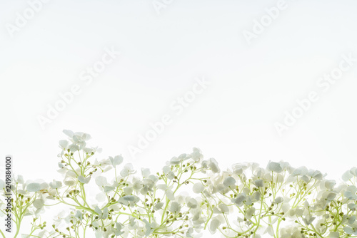 floral composition on the white background